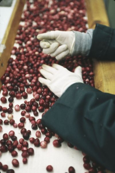 Close-up of cranberries being sorted on a conveyor belt at the Walker Cranberry Company. The worker is wearing a jacket and gloves.