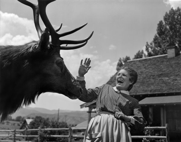 A mad elk attacks Leatrice Joy in a scene still for the 1949 western "Red Stallion in the Rockies."