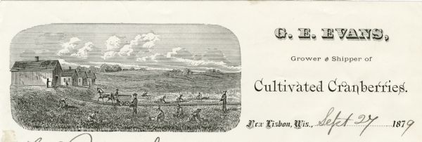 Letterhead of G.E. Evans, a grower of cultivated cranberries from New Lisbon, Wisconsin. Includes an illustration by (A.?) R.R. Richards of people working in the cranberry fields, a man driving a horse-drawn wagon, and farm buildings.