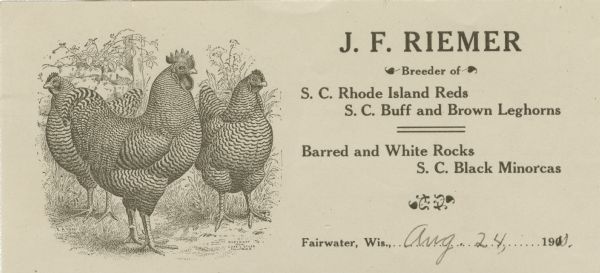 Letterhead of J.F. Riemer, a poultry breeder of "S.C. Rhode Island Reds, S.C. Buff and Brown Leghorns, Barred and White Rocks, and S.C. Black Minorcas," from Fairwater, Wisconsin. On the left is a finely detailed image of three chickens standing in grass with flowers and rocks in the background by Chas. L. Stiles of Columbus, Ohio. The name E.?A. Wader is also visible. Printed on lined note paper.