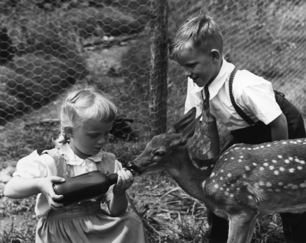 A young boy and young girl feed a fawn from a nippled bottle at the Wisconsin Centennial Exposition.