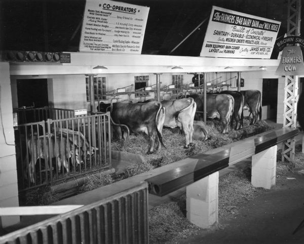 Cows and calves at the "Farmers 1948 Dairy Barn and Milk House" at the Wisconsin Centennial Exposition at the State Fair Park.