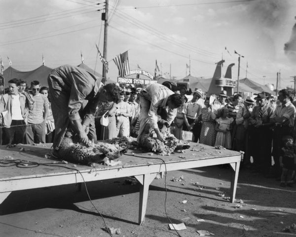 Two men sheering sheep on a stage surrounded by a crowd of fair-goers, possibly in a competition at the Wisconsin Centennial Exposition.