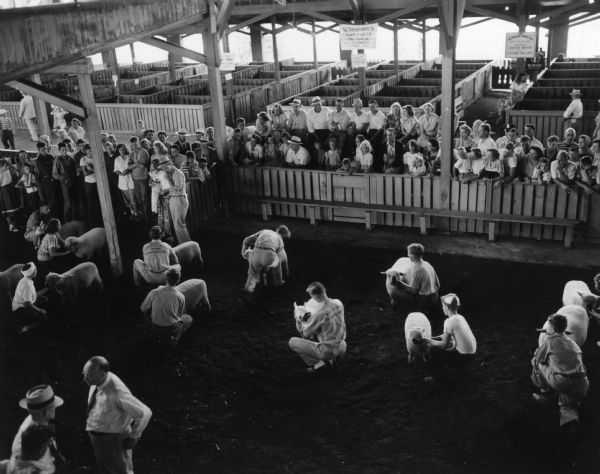 Elevated view of a number of young boys, and one girl, each crouched next to a sheep, displaying it to the crowd gathered around a pen at the Wisconsin Centennial Exposition at the State Fair Park.
