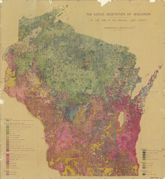 This hand-colored map shows land divided by forest type and tree species. Also shown are counties, Lake Michigan, Lake Superior, Lake Winnebago, and the Mississippi River. Relief is shown by spot heights.