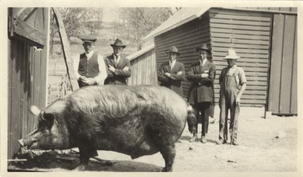 A large hog in a farmyard being admired by five men standing behind him.