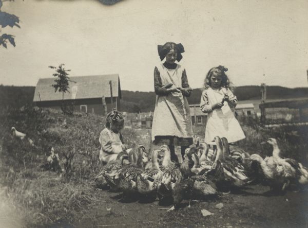 Photographic postcard of three girls feeding corn to a flock of geese. Two girls are standing, and one girl is sitting on the left. All three girls have bows in their hair. In the background are farm buildings and wooded hills.
