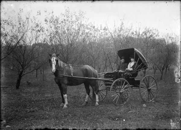 A man and woman pose in a two seated, horse-drawn buggy, pulled by one horse. Behind them are trees in an orchard.