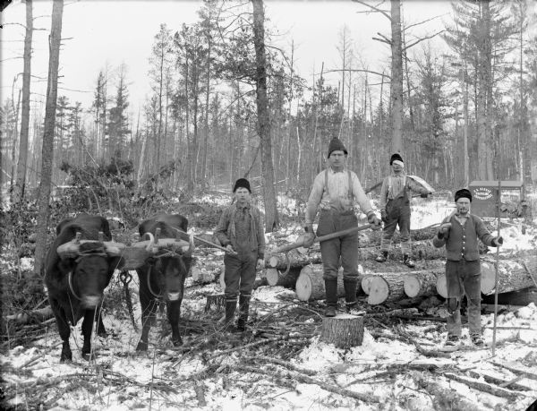 Four men posed standing and holding logging tools next to a team of two oxen in the woods. Photographer's wagon in the background of C.R. Monroe, Traveling Photographer.	