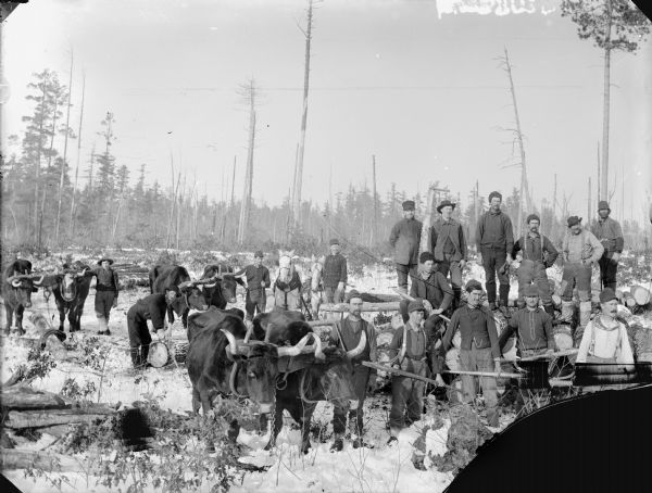 Large group of men posed standing and holding logging tools with several teams of oxen and horses in the woods.	