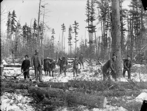 Four men posed standing and holding logging tools next to a team of two oxen. Two other men are sawing a tree with a two-handled saw.	