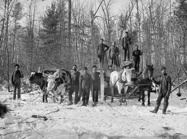 Group of men posed standing and holding logging tools, including a long saw blade, next to and atop bobsleds pulled by a team of two oxen and a team of two horses.