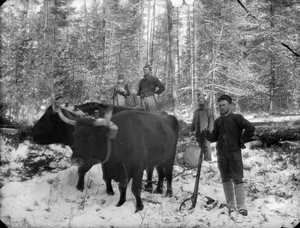 Logging crew of four men with a team of oxen hauling logs through a snow-covered forest.