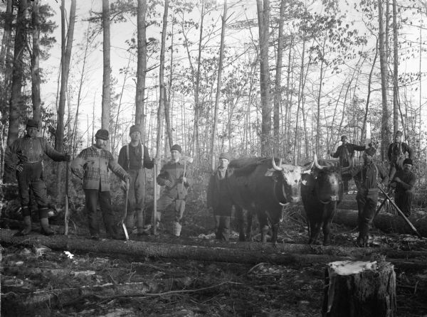 Eight men posed standing and holding logging tools next to a team of oxen in the forest.	