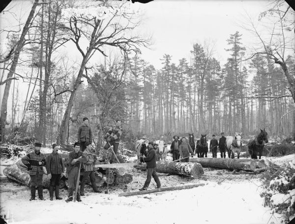 Group of men posed standing and holding logging tools in the woods during winter next to two teams of two horses and a team of two oxen.	