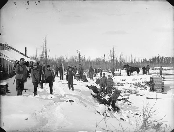 Group of men posed standing in a snow-covered logging camp. In the background a man stands with an ox, and another man displays a team of two horses.	