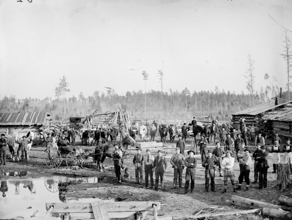 Elevated view of men posed standing in a logging camp, displaying six teams of two oxen. One man is posed seated in a buggy pulled by a single horse, and another man displays a team of two horses. There is a photographer's wagon in the background.