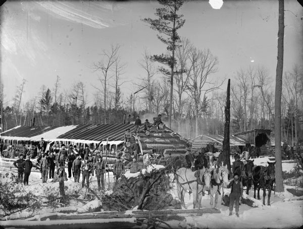 Men posed in a snow-covered loggers camp displaying three teams of two oxen and six teams of two horses.	