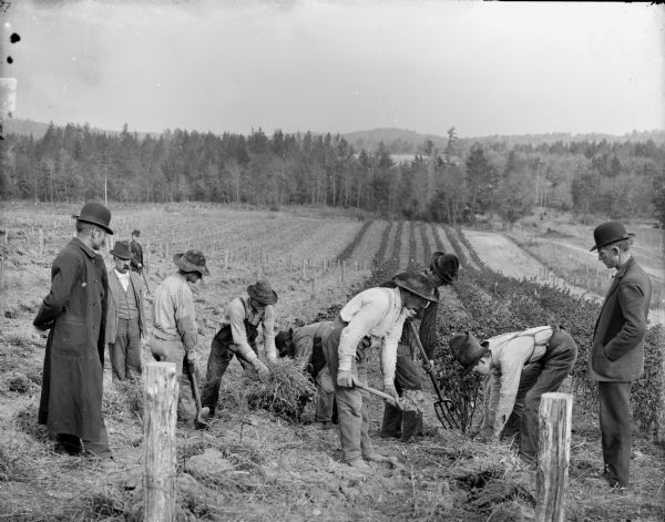 Ten men are working in a field, probably planting raspberries at the Lake Nursery. Some of the men are standing watching. In the background are trees and hills.