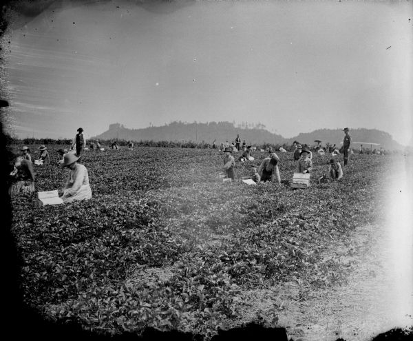 Men, women, and children are gathered in a field picking strawberries, probably at the Lake Nursery. Castle Mound is in the distance.	