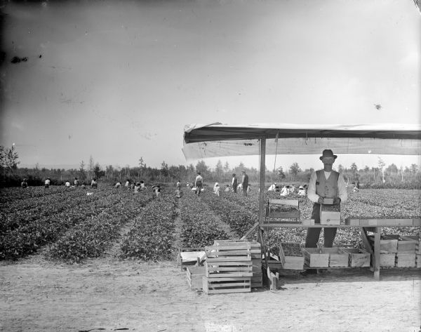 Man showing a carton of strawberries under an awning, while behind him men, women, and children are gathered in a field to pick strawberries, probably at the Lake Nursery.