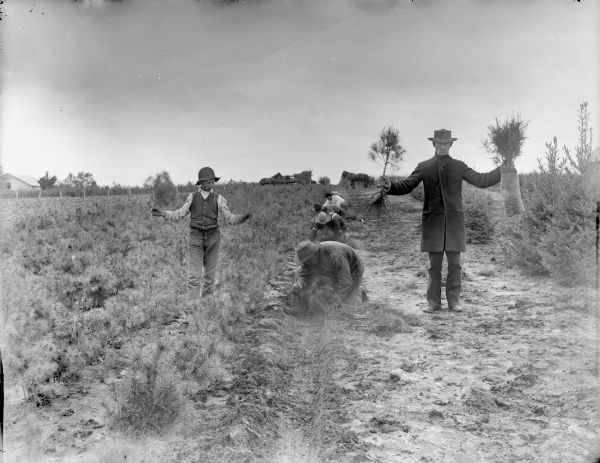 A boy and a man are holding up small white pine trees, while workers are planting them at Alexander Lake's nursery. In the background are horses and wagons. A farm building is on the far left.