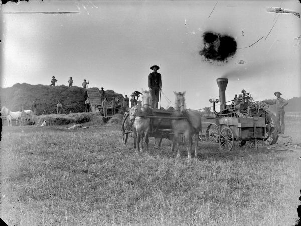 Large group portrait of men and young boys operating a steam tractor that is being used for belt-driven threshing machinery in a field. In the foreground a man is standing on a hay wagon holding the reins of two horses. The horses are wearing fly-nets. On the right a man is standing on the steam tractor. In the background, men are standing on top of and in front of a haystack. On the left men are standing near a wagon loaded with sacks.
