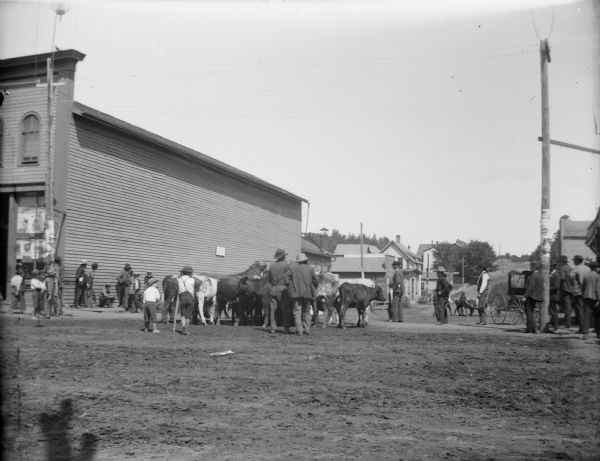 View across unpaved road towards people watching men drive cattle through town. A large commercial building is in the background on the left.