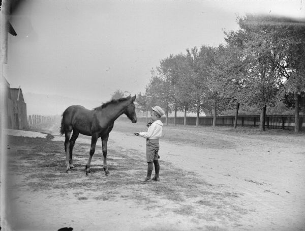 Boy standing on a roadside feeding a colt from his hand. On the left are buildings and a fence. In the background on the other side of the road are trees in front of a fence.	