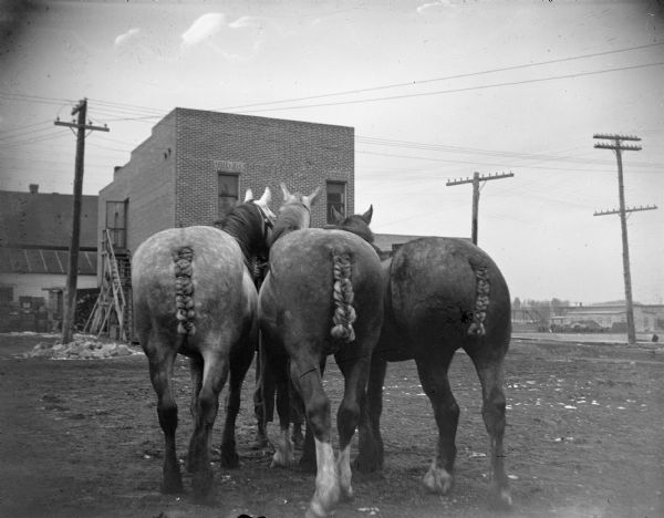 View of three horses with tightly braided tails standing together in a yard. A person (legs only) is standing behind the horses holding their bridles. In the background is a brick building.	