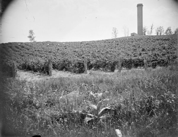 View from grassy field of a field of crops on a low slope. The crops are supported by wire or rope attached to posts at the end of each row. There are workers among the rows in the distance. There is a silo or water tower in the background on the right.