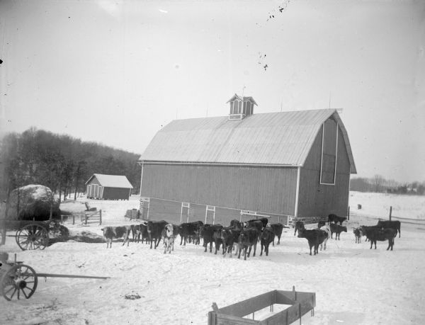 Elevated view of a group of cows in a snow covered yard in front of a barn. There is a wagon and a large haystack on the left. A forested hill is in the background.