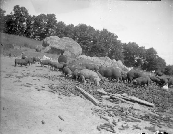 Group of hogs eating corn cobs strewn on the ground, with chickens walking among them. In the background are stacks of hay, and beyond is a field and line of trees.