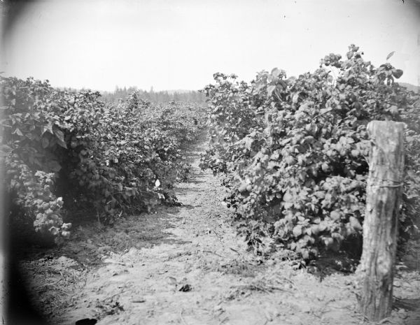 View down row of what may be a field of berry bushes. A wood post in the foreground on the right has wire or rope supporting the row of plants. Trees and hills are in the far background.