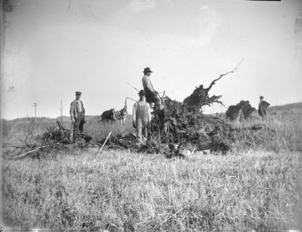 Four men posing with stumps they are pulling in an open field. In the background is a winch powered by two horses in the background. There are power lines in the far background.