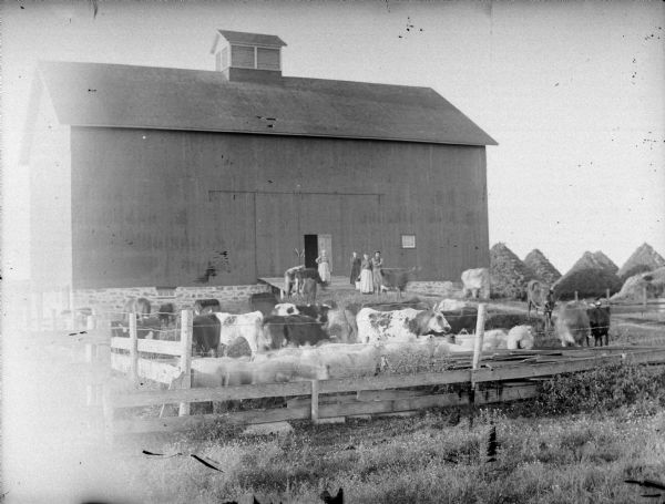 View from field towards group of people, men and women, posing with sheep and cattle in a pen next to a barn. There are haystacks in the background on the right.