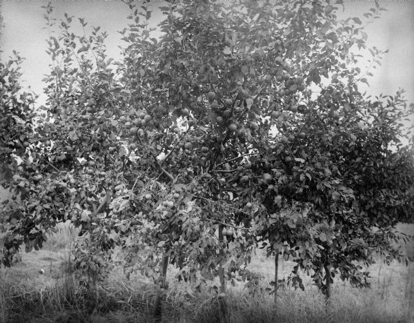 Apple trees in a field.