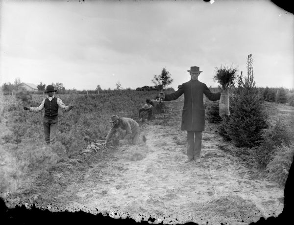 Man and a boy posing standing and holding white pine seedlings in a field. Four men are crouching in a row planting the seedlings in a field. In the background is a farm building and a horse near a wagon.