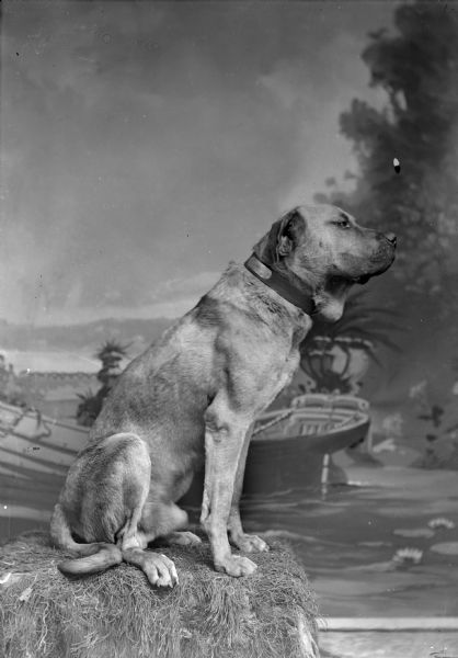 Studio portrait in front of a painted backdrop of a dog posing sitting on a grass-covered box.