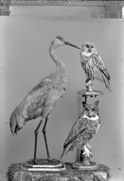 Studio portrait of three stuffed birds on a table. Includes two owls on stands, and one heron.