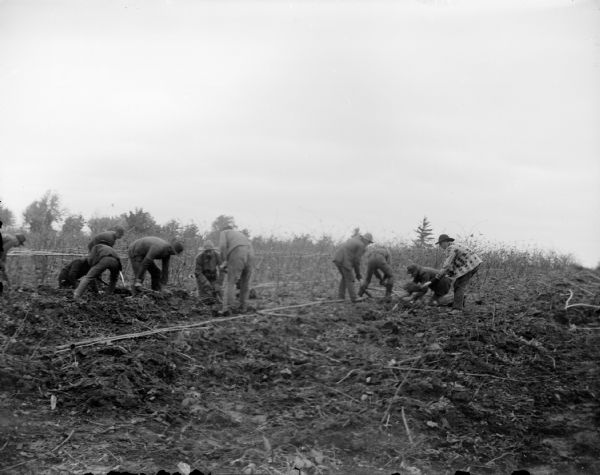 Ten men are working in a field. They are bending over and digging with shovels.