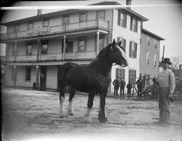 Outdoor view of a large draft horse being displayed by a man in the street in front of a group of men and the Merchant's Hotel located at Harrison and First Streets.