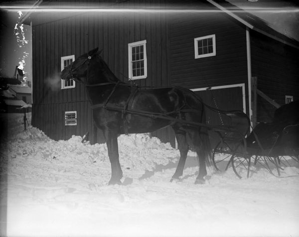 A horse pulling a sleigh posing standing in front of a large wooden building surrounded by snow. Identified as probably the Price barn on the northeast corner of Third and Harrison or Fillmore Streets, later owned by Abe Bailey.