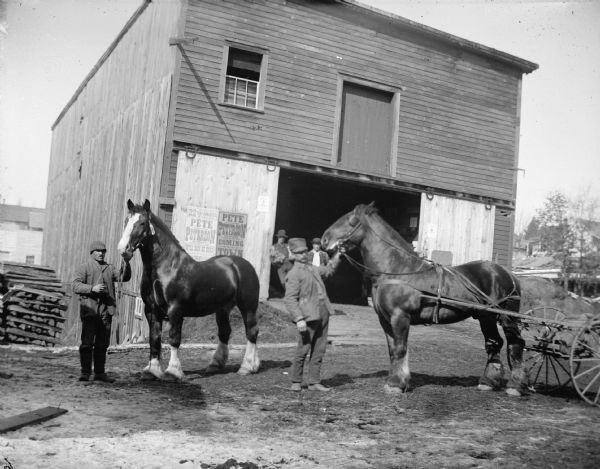 Outdoor portrait of a two European American men, both displaying single draft horses, with the horse on the right hitched to a wagon. They are posing in front of two other men standing in the doorway of a two-story wooden barn. Signs on the barn advertise a performance by Peter Peterson. The barn is identified as the barn for the Freeman Hotel, behind Jones L. & M. on Harrison Street.
