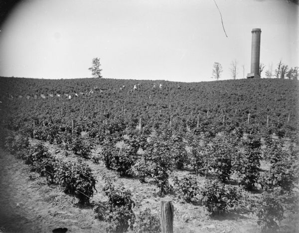 Slightly elevated view of plants supported with stakes in a field. There is a water tower in the background on top of a hill on the right. People are working in the middle of the field among the plants. Identified as Luke's Nursery, located north of Tenth and Harrison Street.