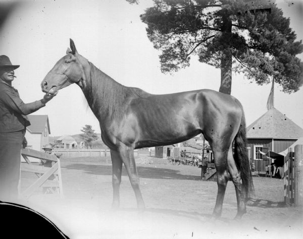 Outdoor view of a man displaying a single horse in front of several wooden buildings, possibly at a fair.