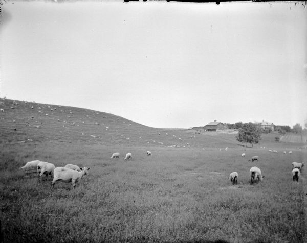 View of group of sheep scattered in a field with rolling hills, and farm buildings in the distance.