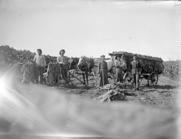 Outdoor group portrait of four men and one woman posing standing in a tobacco field next to a tobacco wagon pulled by a two horses.
