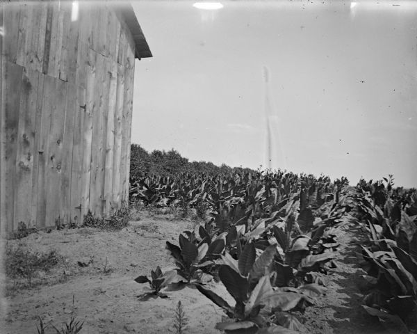 A tobacco field next to a wooden building.