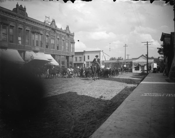View from sidewalk towards a man on horseback driving cattle on a city street. Commercial buildings are on the left side of the street. jA man is sitting on top of a wall in the background, above large posters advertising Opera House Week and other events. An awning above a small shop on the right has a sign that reads, in reverse: "E.W. Tinshop." A painted sign on the sidewalk on the right reads: "Ladies Free Monday Nig..." Location identified as Main and Water Streets.